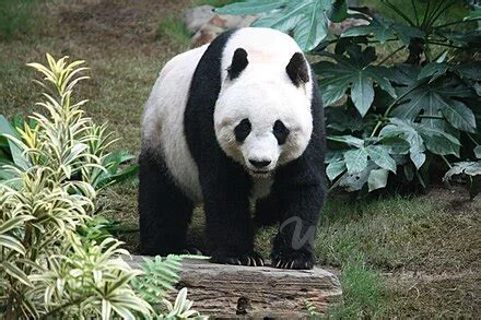 Giant Panda Base