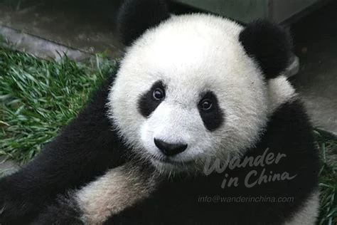 Chengdu Panda Base