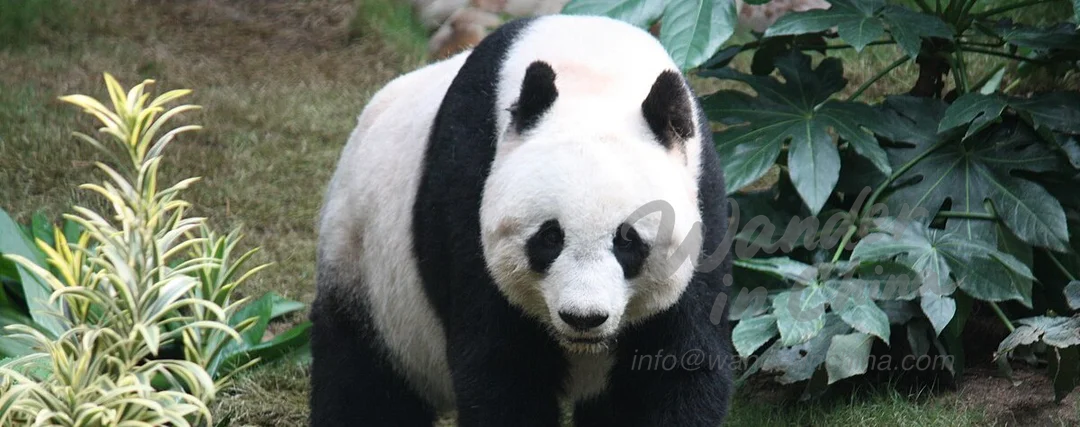 Chengdu: A Blend of Ancient and Modern