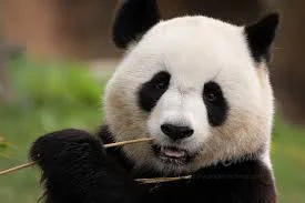 Chengdu