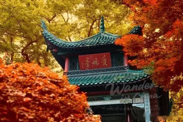 Red maple leaves at Aiwan Pavilion, autumn in Changsha.