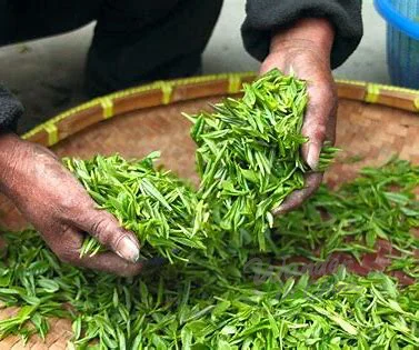 Close up of tea leaves brewing